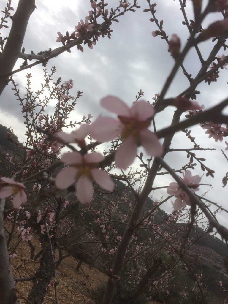 Ramas de almendro en flor rosa durante el invierno