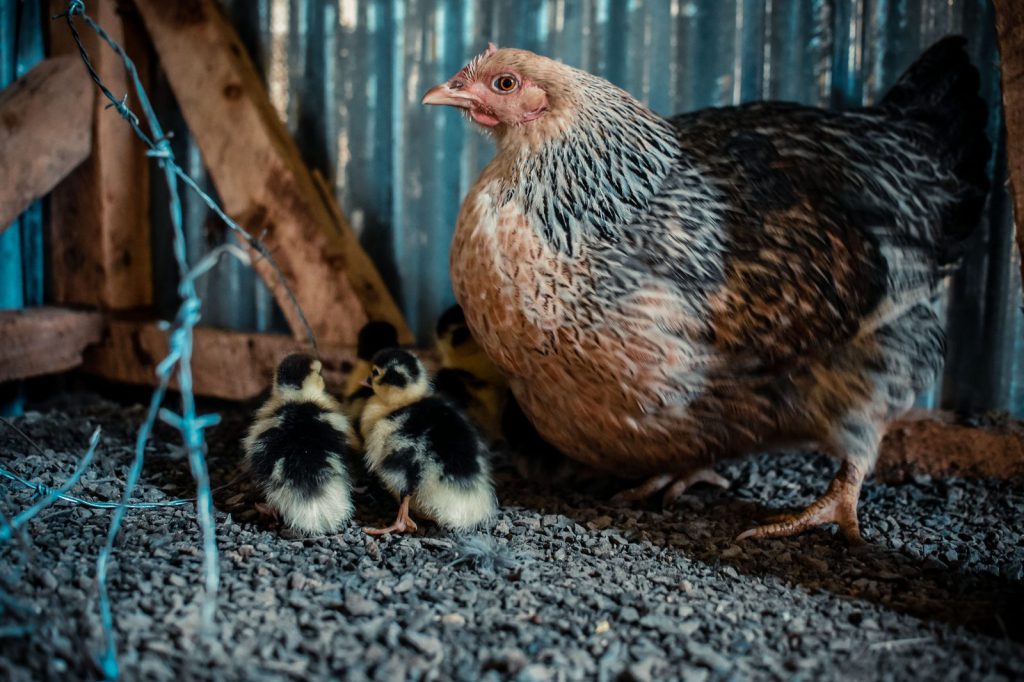 Gallina ponedora junto a sus polluelos en el corral